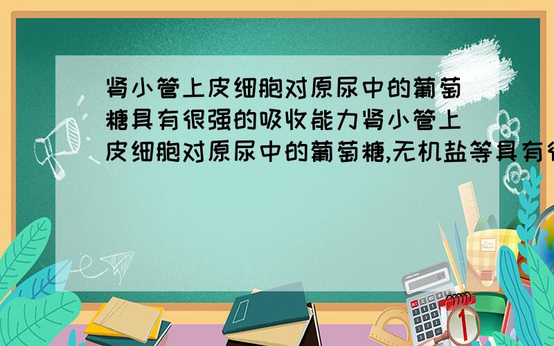 肾小管上皮细胞对原尿中的葡萄糖具有很强的吸收能力肾小管上皮细胞对原尿中的葡萄糖,无机盐等具有很强的吸收力,与其功能相适应,在细胞内含有较多的细胞器是1核糖体2线粒体3内质网4高