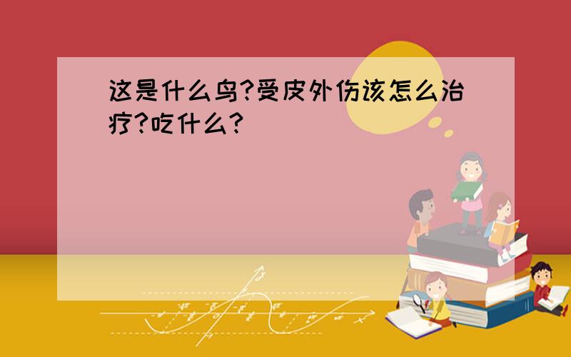 这是什么鸟?受皮外伤该怎么治疗?吃什么?