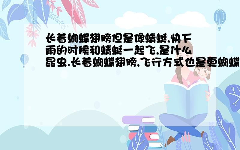 长着蝴蝶翅膀但是像蜻蜓,快下雨的时候和蜻蜓一起飞,是什么昆虫.长着蝴蝶翅膀,飞行方式也是更蝴蝶一样,但是样子像蜻蜓,快下雨的时候和蜻蜓一起飞,是什么昆虫.小时候很多,现在一只也看