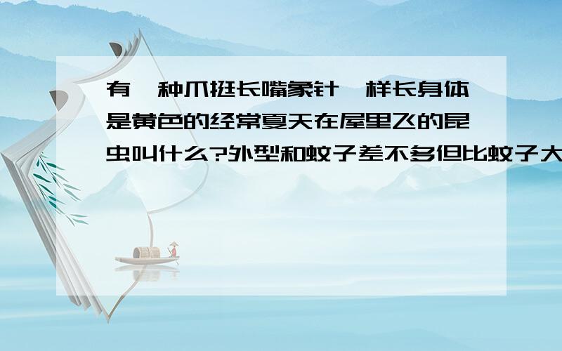 有一种爪挺长嘴象针一样长身体是黄色的经常夏天在屋里飞的昆虫叫什么?外型和蚊子差不多但比蚊子大，经常晚上出来。6月到9月都有，最好说出名字谢谢。