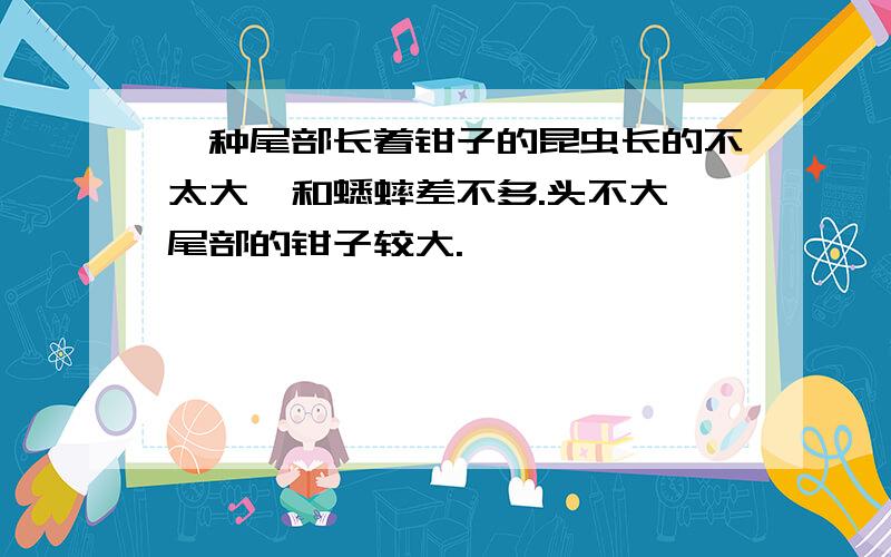 一种尾部长着钳子的昆虫长的不太大,和蟋蟀差不多.头不大,尾部的钳子较大.