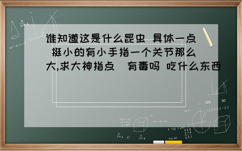 谁知道这是什么昆虫 具体一点 挺小的有小手指一个关节那么大,求大神指点  有毒吗 吃什么东西