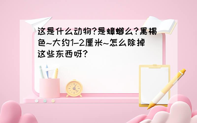 这是什么动物?是蟑螂么?黑褐色~大约1-2厘米~怎么除掉这些东西呀?