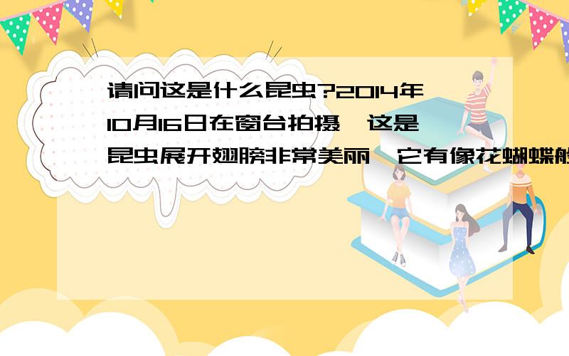 请问这是什么昆虫?2014年10月16日在窗台拍摄,这是昆虫展开翅膀非常美丽,它有像花蝴蝶般美丽的翅膀.