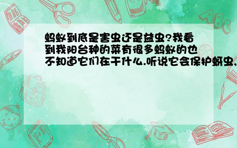 蚂蚁到底是害虫还是益虫?我看到我阳台种的菜有很多蚂蚁的也不知道它们在干什么.听说它会保护蚜虫,……我见它们往往喜欢跑到花柄哪里,有的则是在植物上跑来跑去也不见它吃了什么.