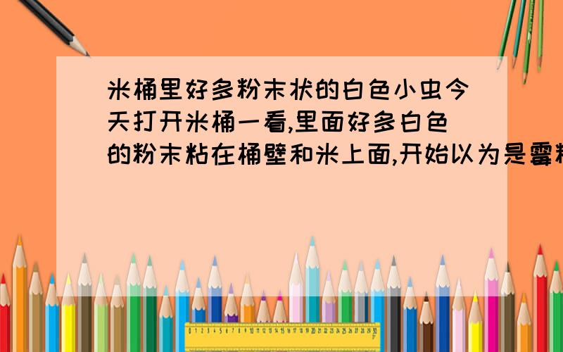 米桶里好多粉末状的白色小虫今天打开米桶一看,里面好多白色的粉末粘在桶壁和米上面,开始以为是霉粉,粘在手上仔细一看全是很细小的虫子,爬来爬去的,非常小,不仔细看根本看不出是在动,