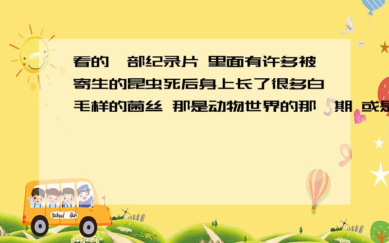 看的一部纪录片 里面有许多被寄生的昆虫死后身上长了很多白毛样的菌丝 那是动物世界的那一期 或是其他什么