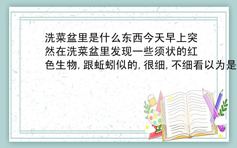 洗菜盆里是什么东西今天早上突然在洗菜盆里发现一些须状的红色生物,跟蚯蚓似的,很细,不细看以为是什么丝.我家住在3楼.