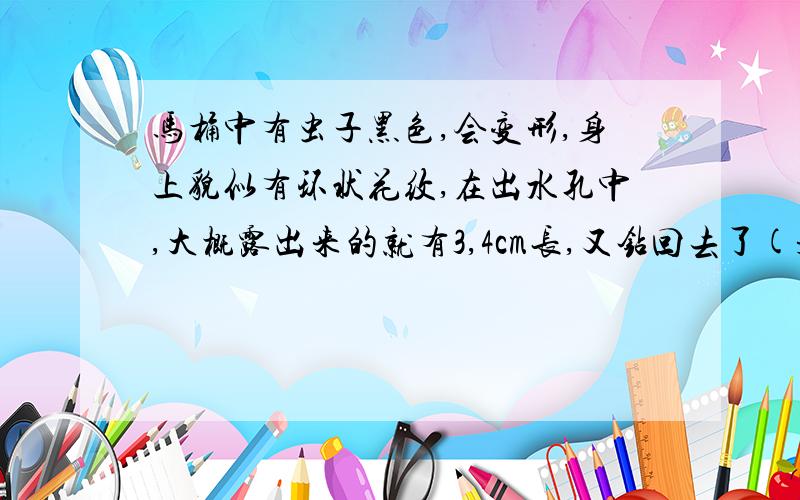 马桶中有虫子黑色,会变形,身上貌似有环状花纹,在出水孔中,大概露出来的就有3,4cm长,又钻回去了(是马桶出水孔中,不是我体内.一楼的注意下)