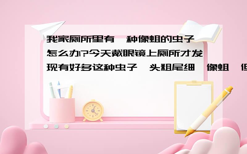 我家厕所里有一种像蛆的虫子,怎么办?今天戴眼镜上厕所才发现有好多这种虫子,头粗尾细,像蛆,但没有蛆那么肥大,爬的非常的快.几天前就有了,可是没有那么大,几天就长这么大了,太恶心了.