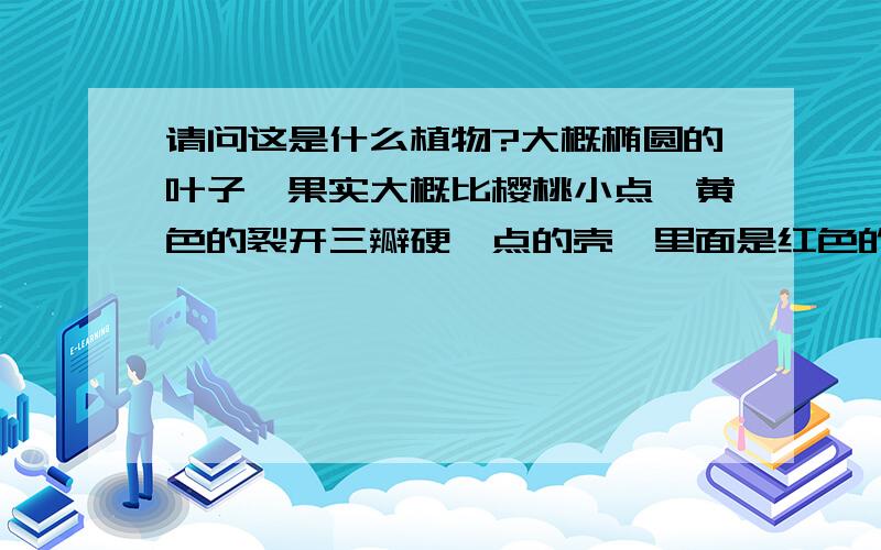 请问这是什么植物?大概椭圆的叶子,果实大概比樱桃小点,黄色的裂开三瓣硬一点的壳,里面是红色的是十月底在北京八达岭看到的,好像是木本,有点像藤蔓,看到缠在其他树上,所示图像为去掉