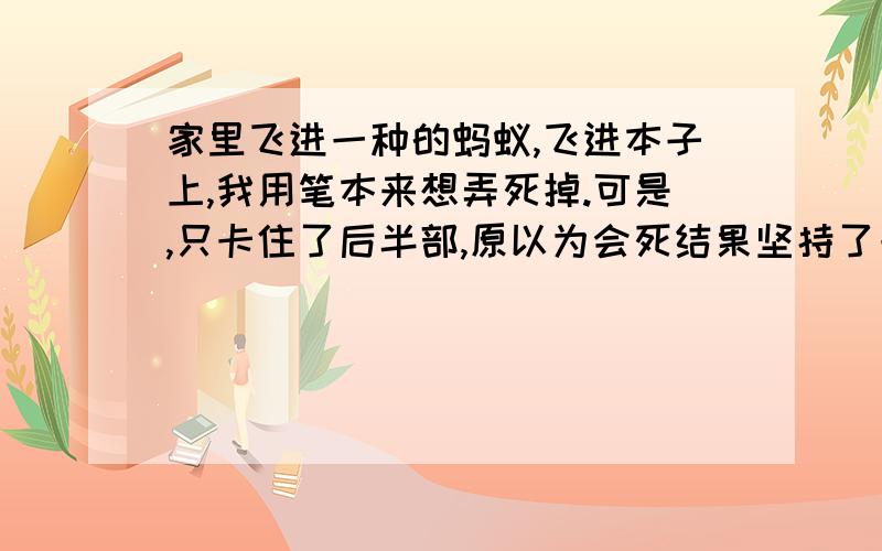 家里飞进一种的蚂蚁,飞进本子上,我用笔本来想弄死掉.可是,只卡住了后半部,原以为会死结果坚持了一段时间还没死,看到它前面触须一直在动,也没在意.结果不到5分钟,居然有4,5只跟它一样黄