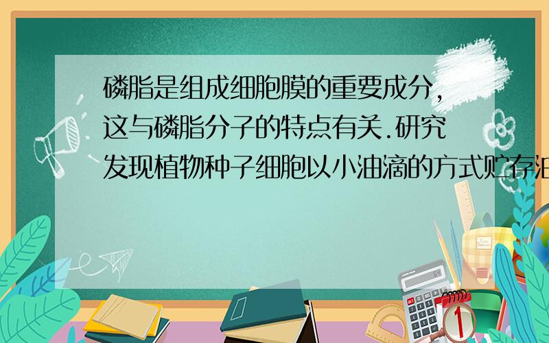 磷脂是组成细胞膜的重要成分,这与磷脂分子的特点有关.研究发现植物种子细胞以小油滴的方式贮存油,每个小油滴都由磷脂膜包被着,该膜最可能的结构方式是A.由单层磷脂分子构成,磷脂的尾