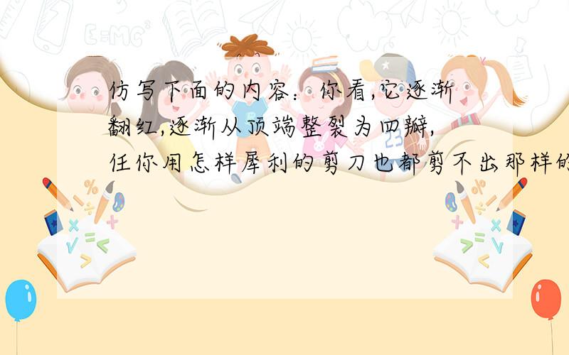 仿写下面的内容：你看,它逐渐翻红,逐渐从顶端整裂为四瓣,任你用怎样犀利的剪刀也都剪不出那样的匀称,可是谁用红玛瑙琢成了那样多的花瓶儿,而且还精巧的插上了花?