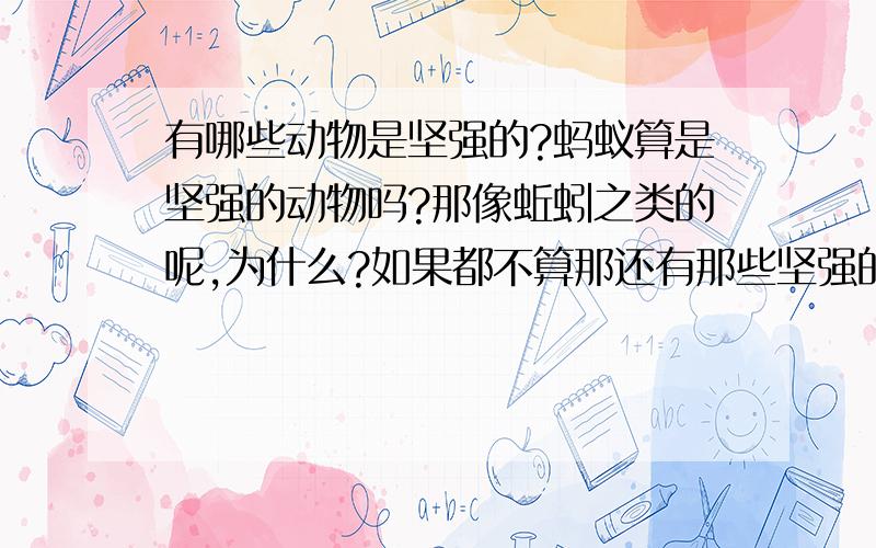 有哪些动物是坚强的?蚂蚁算是坚强的动物吗?那像蚯蚓之类的呢,为什么?如果都不算那还有那些坚强的动物呢?为什么?