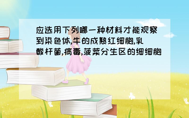 应选用下列哪一种材料才能观察到染色体,牛的成熟红细胞,乳酸杆菌,病毒,菠菜分生区的细细胞