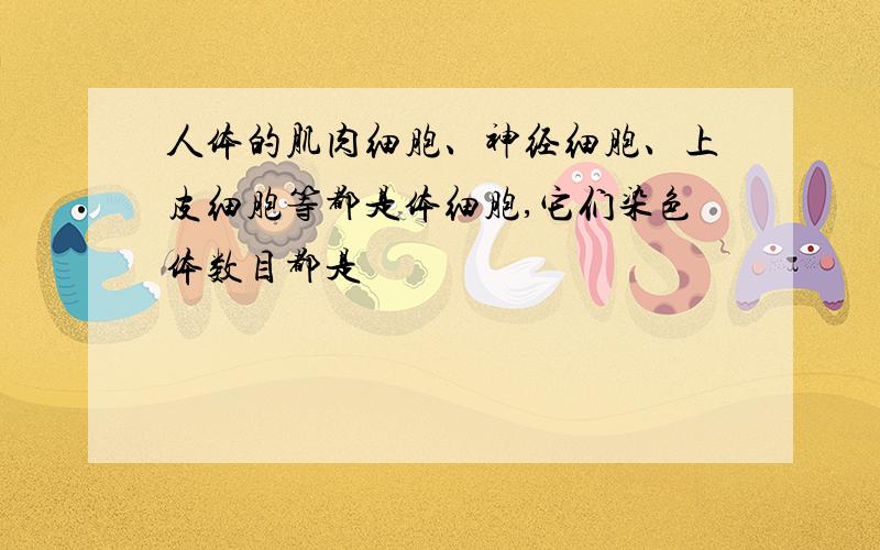 人体的肌肉细胞、神经细胞、上皮细胞等都是体细胞,它们染色体数目都是