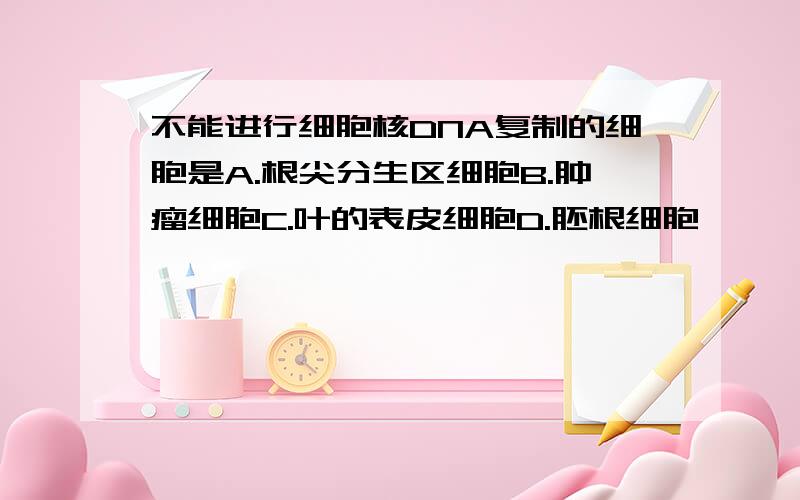 不能进行细胞核DNA复制的细胞是A.根尖分生区细胞B.肿瘤细胞C.叶的表皮细胞D.胚根细胞