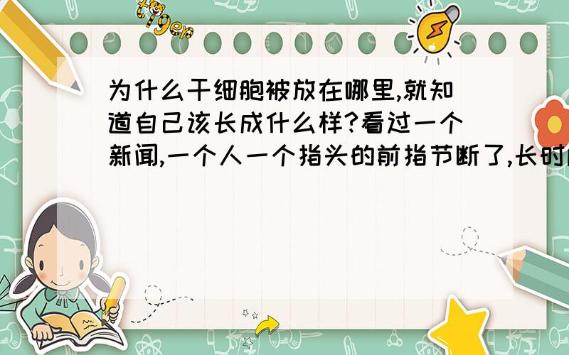 为什么干细胞被放在哪里,就知道自己该长成什么样?看过一个新闻,一个人一个指头的前指节断了,长时间涂抹干细胞上去,手指竟然又长出了新的指节!还有新闻,前段时间网页新闻上,美国的人