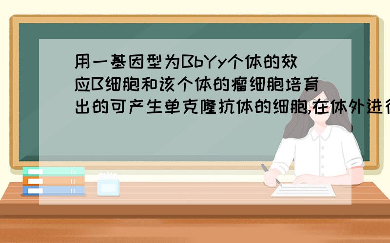 用一基因型为BbYy个体的效应B细胞和该个体的瘤细胞培育出的可产生单克隆抗体的细胞,在体外进行分裂是,走向细胞两极的基因应该是A　Bb走向一级,Yy走向一极　　B　走向两极的均为BbYy　C