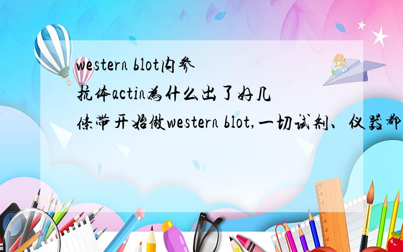 western blot内参抗体actin为什么出了好几条带开始做western blot,一切试剂、仪器都是临时买的或凑齐的,做了几次actin检验.第一次出了一条很弱的带；第二次动物血清干扰,都出了2条带,主带分子量