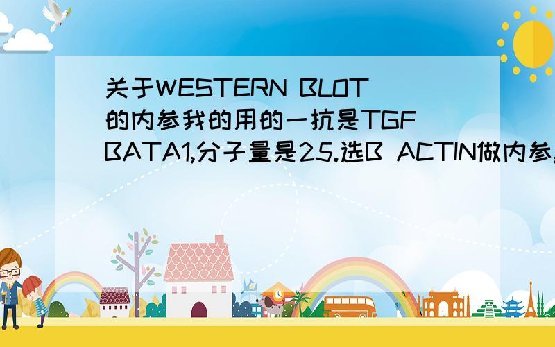 关于WESTERN BLOT的内参我的用的一抗是TGF BATA1,分子量是25.选B ACTIN做内参,那我可以将膜剪开两半,一边做TGF BATA1,一边做B ACTIN.请问BACTIN要加入二抗吗?加什么二抗?