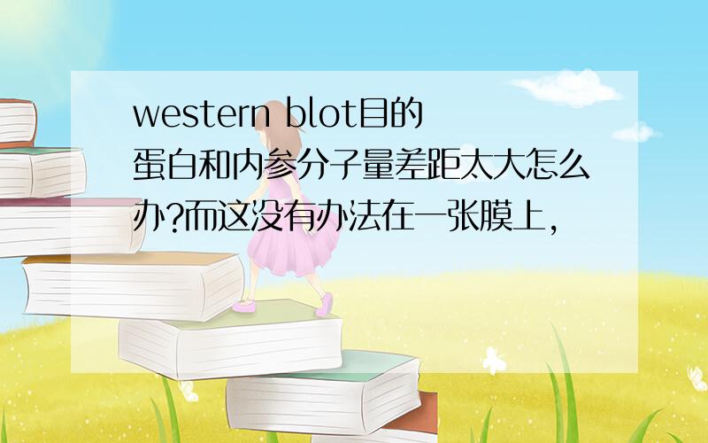 western blot目的蛋白和内参分子量差距太大怎么办?而这没有办法在一张膜上,