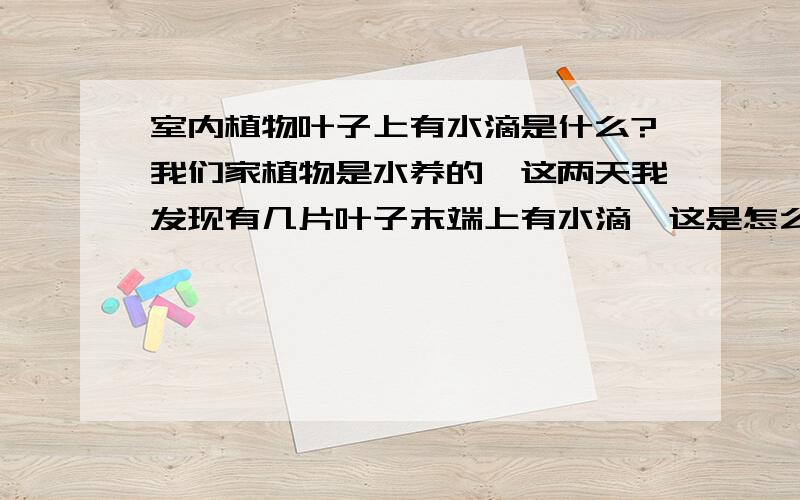 室内植物叶子上有水滴是什么?我们家植物是水养的,这两天我发现有几片叶子末端上有水滴,这是怎么回事哦···而且办公室的植物也有,办公室的是土养的~~~~谁能帮我解释一下