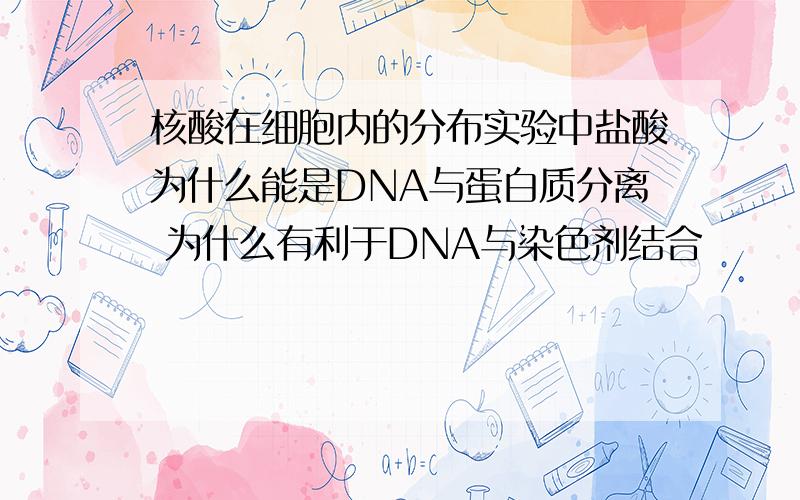 核酸在细胞内的分布实验中盐酸为什么能是DNA与蛋白质分离 为什么有利于DNA与染色剂结合