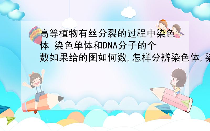 高等植物有丝分裂的过程中染色体 染色单体和DNA分子的个数如果给的图如何数,怎样分辨染色体,染色单体,DNA