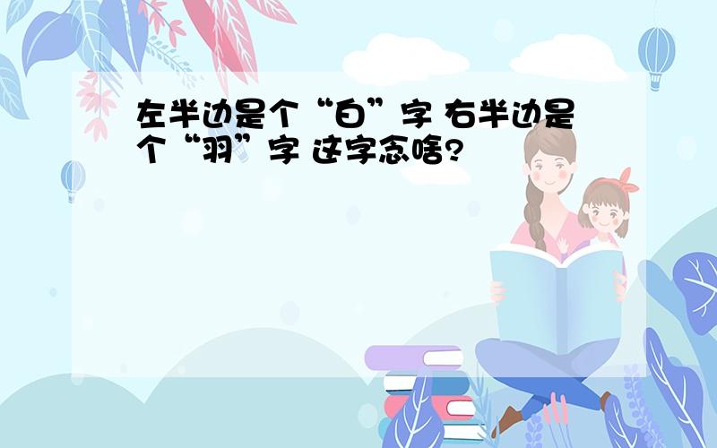 左半边是个“白”字 右半边是个“羽”字 这字念啥?