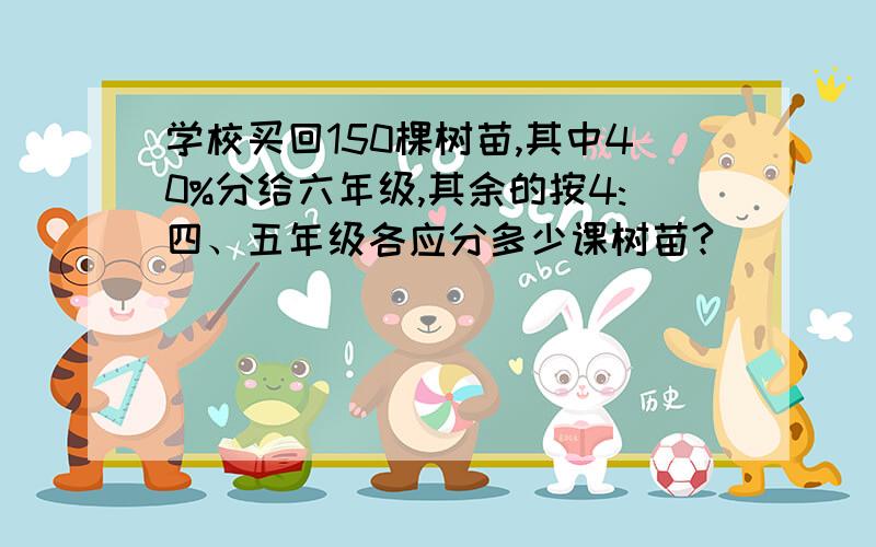 学校买回150棵树苗,其中40%分给六年级,其余的按4:四、五年级各应分多少课树苗?