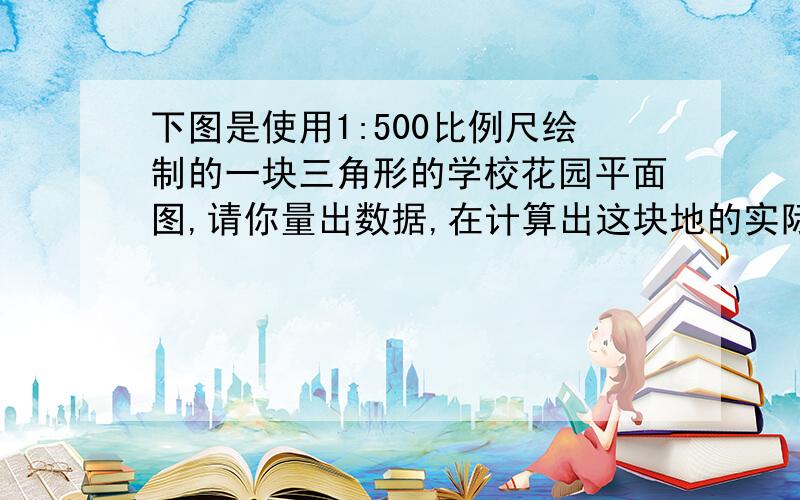 下图是使用1:500比例尺绘制的一块三角形的学校花园平面图,请你量出数据,在计算出这块地的实际面积