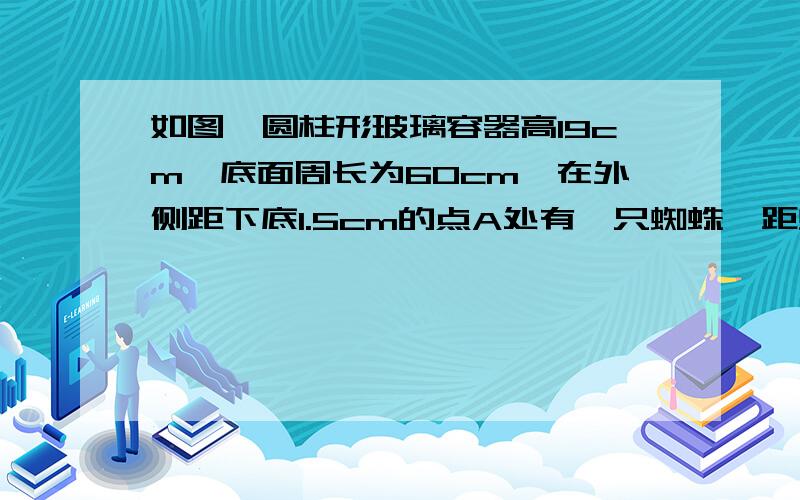 如图,圆柱形玻璃容器高19cm,底面周长为60cm,在外侧距下底1.5cm的点A处有一只蜘蛛,距蜘蛛正对面的圆柱形容器的上底1.5cm处的B处有一只苍蝇,蜘蛛急于捕捉苍蝇充饥,请你帮蜘蛛计算它沿容器侧