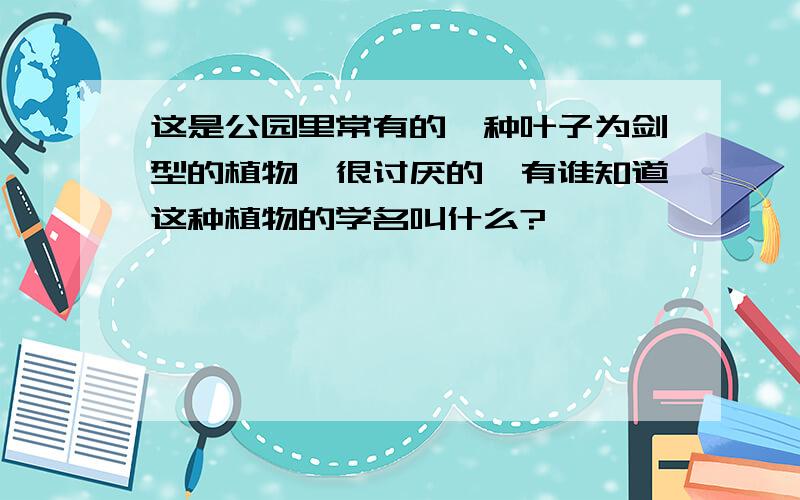 这是公园里常有的一种叶子为剑型的植物,很讨厌的,有谁知道这种植物的学名叫什么?