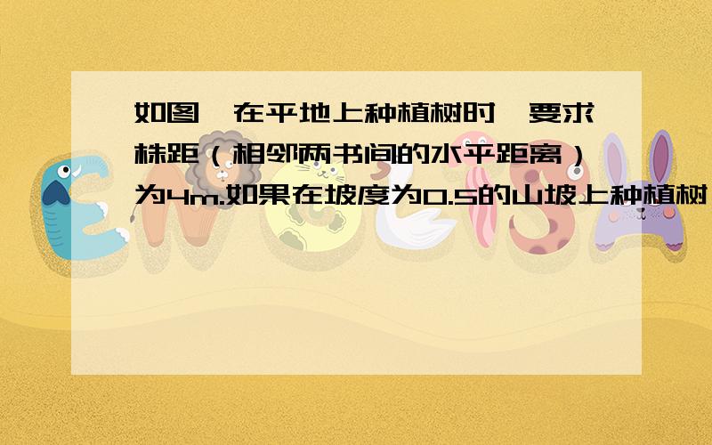 如图,在平地上种植树时,要求株距（相邻两书间的水平距离）为4m.如果在坡度为0.5的山坡上种植树,也要4m,那么相邻两书间的坡面距离约为