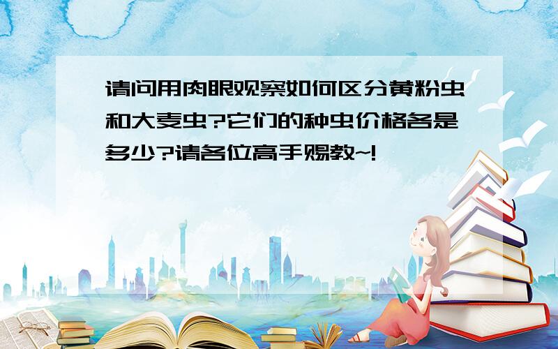 请问用肉眼观察如何区分黄粉虫和大麦虫?它们的种虫价格各是多少?请各位高手赐教~!