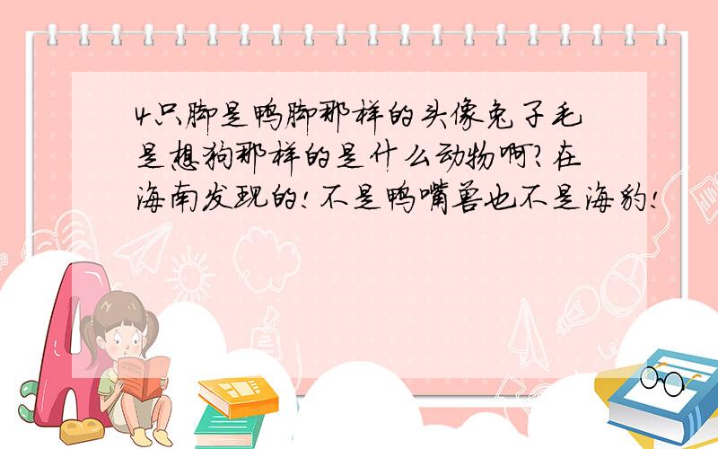 4只脚是鸭脚那样的头像兔子毛是想狗那样的是什么动物啊?在海南发现的!不是鸭嘴兽也不是海豹!