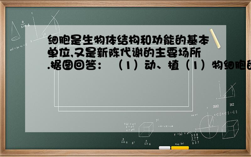 细胞是生物体结构和功能的基本单位,又是新陈代谢的主要场所.据图回答： （1）动、植（1）物细胞的最主要区别是看其有无________.以上4个图中属于原核细胞的是________,能进行光合作用的是_