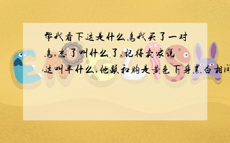 帮我看下这是什么鸟我买了一对鸟,忘了叫什么了,记得卖家说这叫半什么,他头和胸是黄色下身黑白相间,嘴很长头后有长的羽毛(就头上突出一个尖)就好像直尺中间放个脑袋最喜欢吃面包虫,因