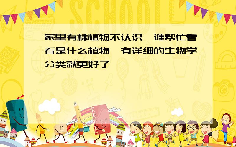 家里有株植物不认识,谁帮忙看看是什么植物,有详细的生物学分类就更好了