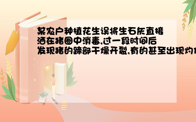 某农户种植花生误将生石灰直接洒在猪圈中消毒,过一段时间后发现猪的蹄部干燥开裂,有的甚至出现灼伤,原因是什么