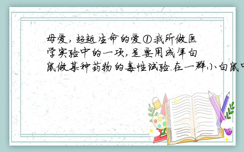 母爱,超越生命的爱①我所做医学实验中的一项,是要用成年白鼠做某种药物的毒性试验.在一群小白鼠中,有一只雌性小白鼠腋根部长了一个绿豆大的硬块,便被淘汰下来.我想了解一下硬块的性