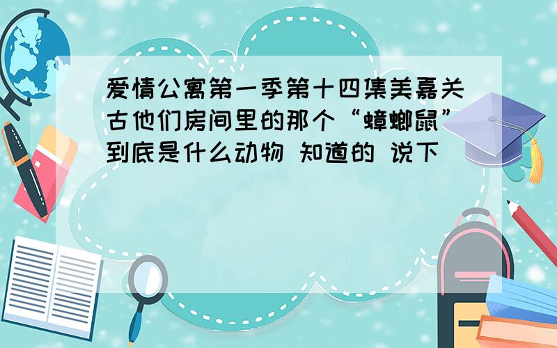 爱情公寓第一季第十四集美嘉关古他们房间里的那个“蟑螂鼠”到底是什么动物 知道的 说下