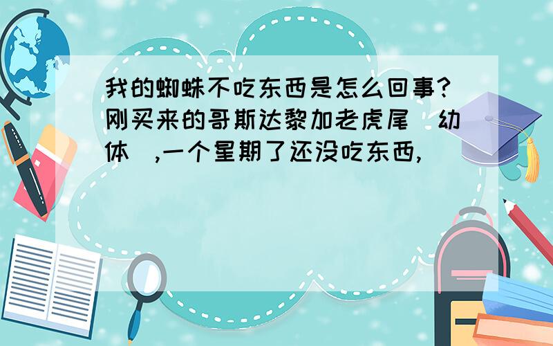 我的蜘蛛不吃东西是怎么回事?刚买来的哥斯达黎加老虎尾（幼体）,一个星期了还没吃东西,