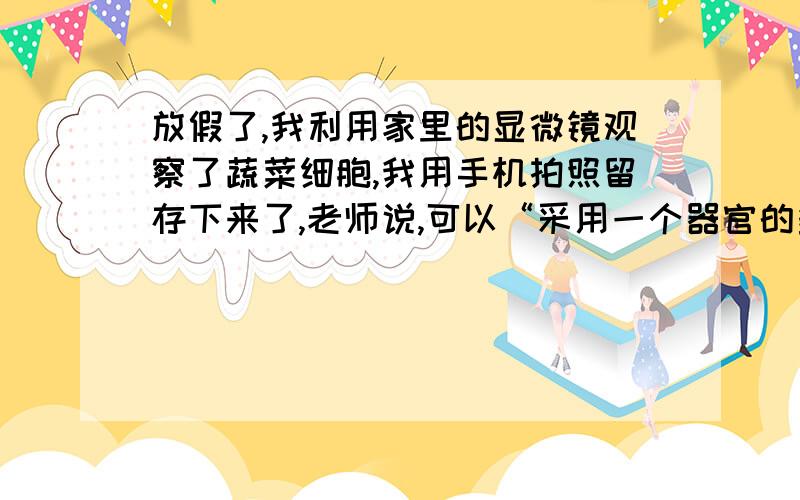 放假了,我利用家里的显微镜观察了蔬菜细胞,我用手机拍照留存下来了,老师说,可以“采用一个器官的多个组织观察法,或者是按顺序观察,对比观察能得出一些共性,比如看花的器官共性是什么