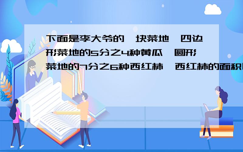 下面是李大爷的一块菜地,四边形菜地的5分之4种黄瓜,圆形菜地的7分之6种西红柿,西红柿的面积比黄瓜多180