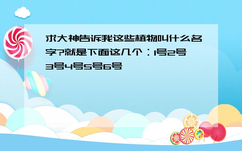 求大神告诉我这些植物叫什么名字?就是下面这几个：1号2号3号4号5号6号