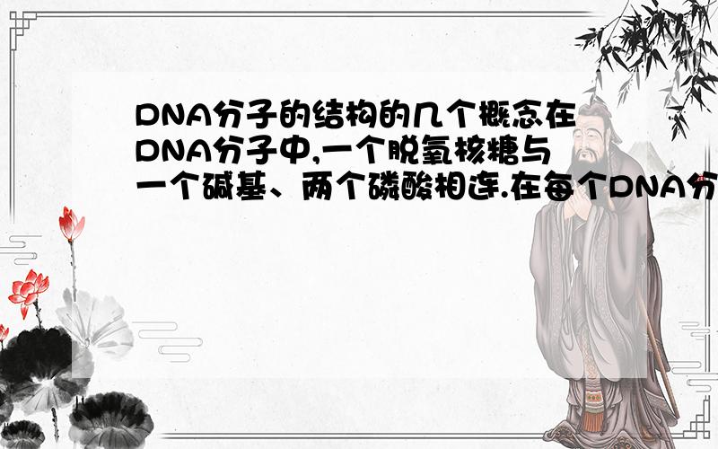 DNA分子的结构的几个概念在DNA分子中,一个脱氧核糖与一个碱基、两个磷酸相连.在每个DNA分子中,碱基数=磷酸数=脱氧核苷酸数=脱氧核糖数.这两个句子是不是矛盾那