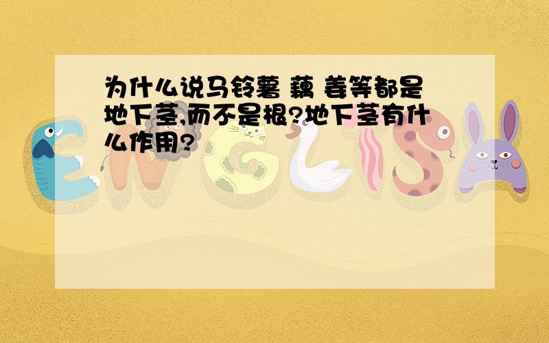 为什么说马铃薯 藕 姜等都是地下茎,而不是根?地下茎有什么作用?